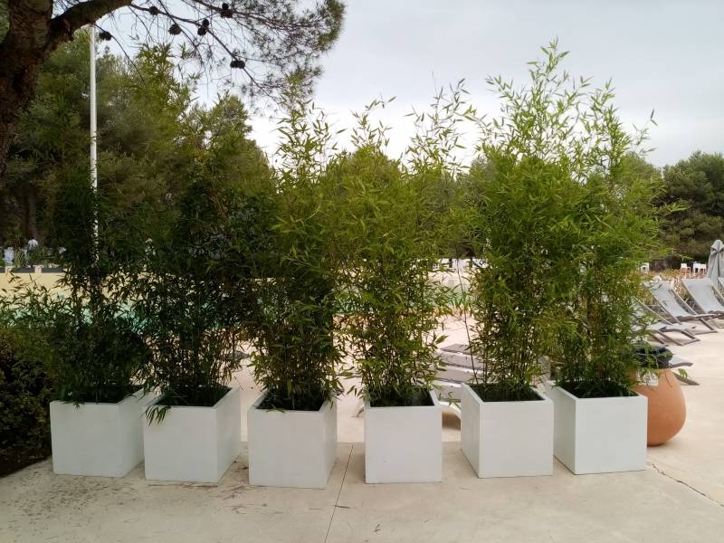 Des écrans de bambous en bacs design blanc en location ferme le passage vers la piscine.